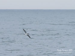 Manx Shearwater photographed at At sea on 26/6/2020. Photo: © Andy Marquis