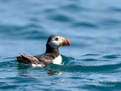 Puffin photographed at Jethou [JET] on 12/7/2020. Photo: © Andy Marquis