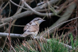 Wryneck photographed at Fort Hommet [HOM] on 19/8/2020. Photo: © Dave Carre