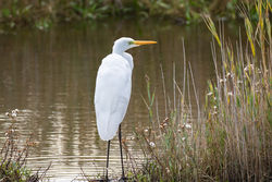 Great White Egret photographed at Vale Pond [VAL] on 7/10/2020. Photo: © Dave Carre