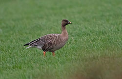 Pink-footed Goose photographed at Mt. Herault [MHE] on 8/10/2020. Photo: © Anthony Loaring