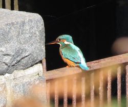 Kingfisher photographed at Vale Pond [VAL] on 11/10/2020. Photo: © Sue De Mouilpied