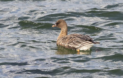Pink-footed Goose photographed at Rocquaine on 14/10/2020. Photo: © Anthony Loaring