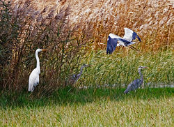 Great White Egret photographed at Claire Mare [CLA] on 29/10/2020. Photo: © Mike Cunningham