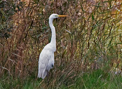 Great White Egret photographed at Claire Mare [CLA] on 29/10/2020. Photo: © Mike Cunningham