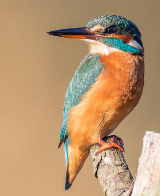 Kingfisher photographed at Rue des Bergers [BER] on 6/11/2020. Photo: © Dave Carre