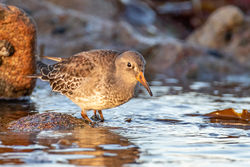 Purple Sandpiper photographed at Jaonneuse [JAO] on 6/11/2020. Photo: © Dave Carre