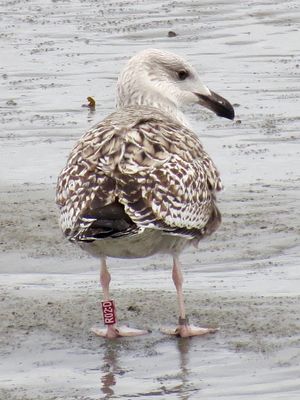 Great Black-backed Gull photographed at Perelle [PER] on 14/1/2021. Photo: © Wayne Turner