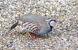 Red-legged Partridge photographed at St Peter Port [SPP] on 6/2/2021. Photo: © Mike Cunningham