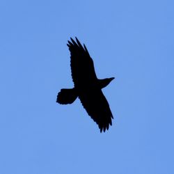 Raven photographed at Torteval [TOR] on 22/2/2021. Photo: © Wayne Turner