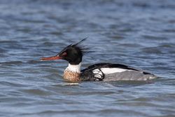 Red-breasted Merganser photographed at Perelle [PER] on 15/3/2021. Photo: © Rod Ferbrache