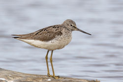 Greenshank photographed at Claire Mare [CLA] on 9/4/2021. Photo: © Dave Carre