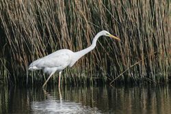 Great White Egret photographed at Vale Pond [VAL] on 24/4/2021. Photo: © Dave Carre