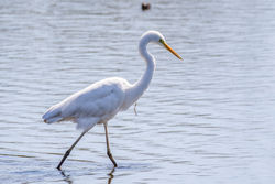 Great White Egret photographed at Vale Pond [VAL] on 27/4/2021. Photo: © Dave Carre