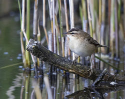 Sedge Warbler photographed at Rue des Bergers [BER] on 18/5/2021. Photo: © Mike Cunningham