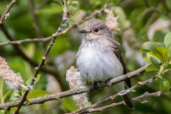 Spotted Flycatcher photographed at Rue des Bergers [BER] on 25/5/2021. Photo: © Dave Carre