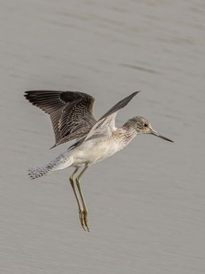 Greenshank photographed at Claire Mare [CLA] on 19/8/2021. Photo: © Rod Ferbrache
