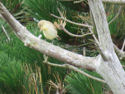 Melodious Warbler photographed at Fort Hommet [HOM] on 20/8/2021. Photo: © Tony Bisson