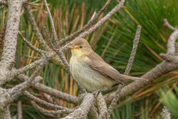 Melodious Warbler photographed at Fort Hommet [HOM] on 21/8/2021. Photo: © Rod Ferbrache