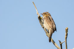 Wryneck photographed at Chouet [CHO] on 25/8/2021. Photo: © Dave Carre