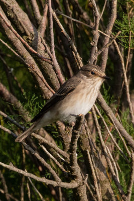 Spotted Flycatcher photographed at Chouet [CHO] on 26/8/2021. Photo: © Rod Ferbrache