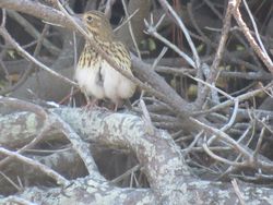 Tree Pipit photographed at Fort Hommet [HOM] on 6/9/2021. Photo: © Tony Bisson