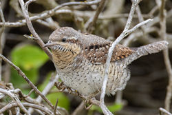 Wryneck photographed at Claire Mare [CLA] on 10/9/2021. Photo: © Dave Carre
