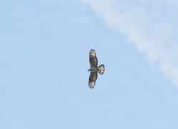 Honey Buzzard photographed at Fauxquets Valley [FAU] on 22/8/2021. Photo: © Mark Guppy
