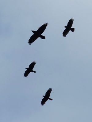 Raven photographed at Pezeries [PEZ] on 3/10/2021. Photo: © Wayne Turner