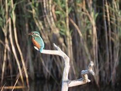 Kingfisher photographed at Grands Marais/Pre [PRE] on 11/10/2021. Photo: © Chris Sharman