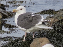 Great Black-backed Gull photographed at Perelle [PER] on 30/11/2021. Photo: © Wayne Turner