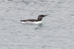 Guillemot photographed at Town Harbour on 1/1/2022. Photo: © Tim Maclure