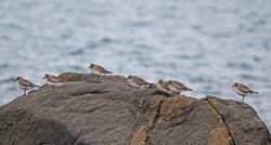 Grey Plover photographed at Ladies Bay on 26/1/2022. Photo: ©  Rockdweller
