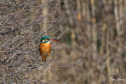 Kingfisher photographed at Claire Mare [CLA] on 18/3/2022. Photo: © Dave Carre