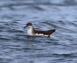 Manx Shearwater photographed at Select location on 22/5/2022. Photo: © Guy O’Regan