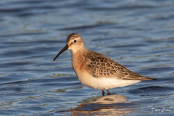 Curlew Sandpiper photographed at Claire Mare [CLA] on 27/8/2022. Photo: © Dave Carre