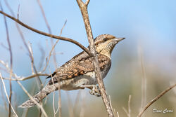 Wryneck photographed at Fort Hommet [HOM] on 16/9/2022. Photo: © Dave Carre