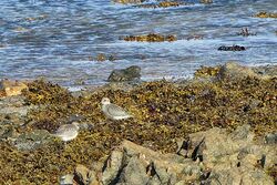Grey Plover photographed at On the beech opposite Claire Mare on 24/9/2022. Photo: © Kim Wilkinson