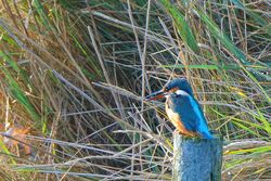 Kingfisher photographed at Vale Pond Guernsey on 1/10/2022. Photo: © Kim Wilkinson