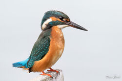 Kingfisher photographed at Claire Mare [CLA] on 12/10/2022. Photo: © Dave Carre