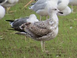Yellow-legged Gull photographed at Rue des Choffins on 21/10/2022. Photo: © Wayne Turner