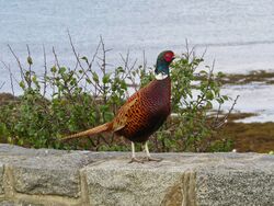 Pheasant photographed at Imperial Hotel, Rocquaine on 31/10/2022. Photo: © Wayne Turner