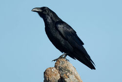 Raven photographed at Fort Hommet [HOM] on 18/3/2023. Photo: © Christopher Wilkinson