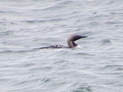 Black-throated Diver photographed at Rocquaine [ROC] on 29/3/2023. Photo: © Wayne Turner