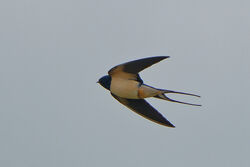 Swallow photographed at Fort Doyle [DOY] on 2/4/2023. Photo: © Kim Wilkinson
