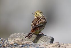 Yellowhammer photographed at Fort Doyle [DOY] on 1/5/2023. Photo: © Guy O’Regan