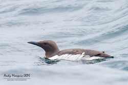 Guillemot photographed at Little Russell [LIT] on 13/5/2023. Photo: © Andy Marquis