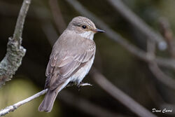 Spotted Flycatcher photographed at Fort Hommet [HOM] on 3/6/2023. Photo: © Dave Carre