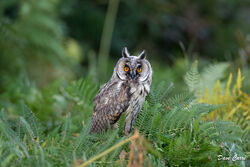 Long-eared Owl photographed at undisclosed on 5/8/2023. Photo: © Dave Carre