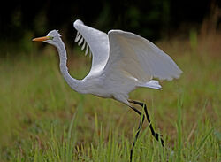 Great White Egret photographed at Rue des Bergers [BER] on 11/9/2023. Photo: © Mike Cunningham